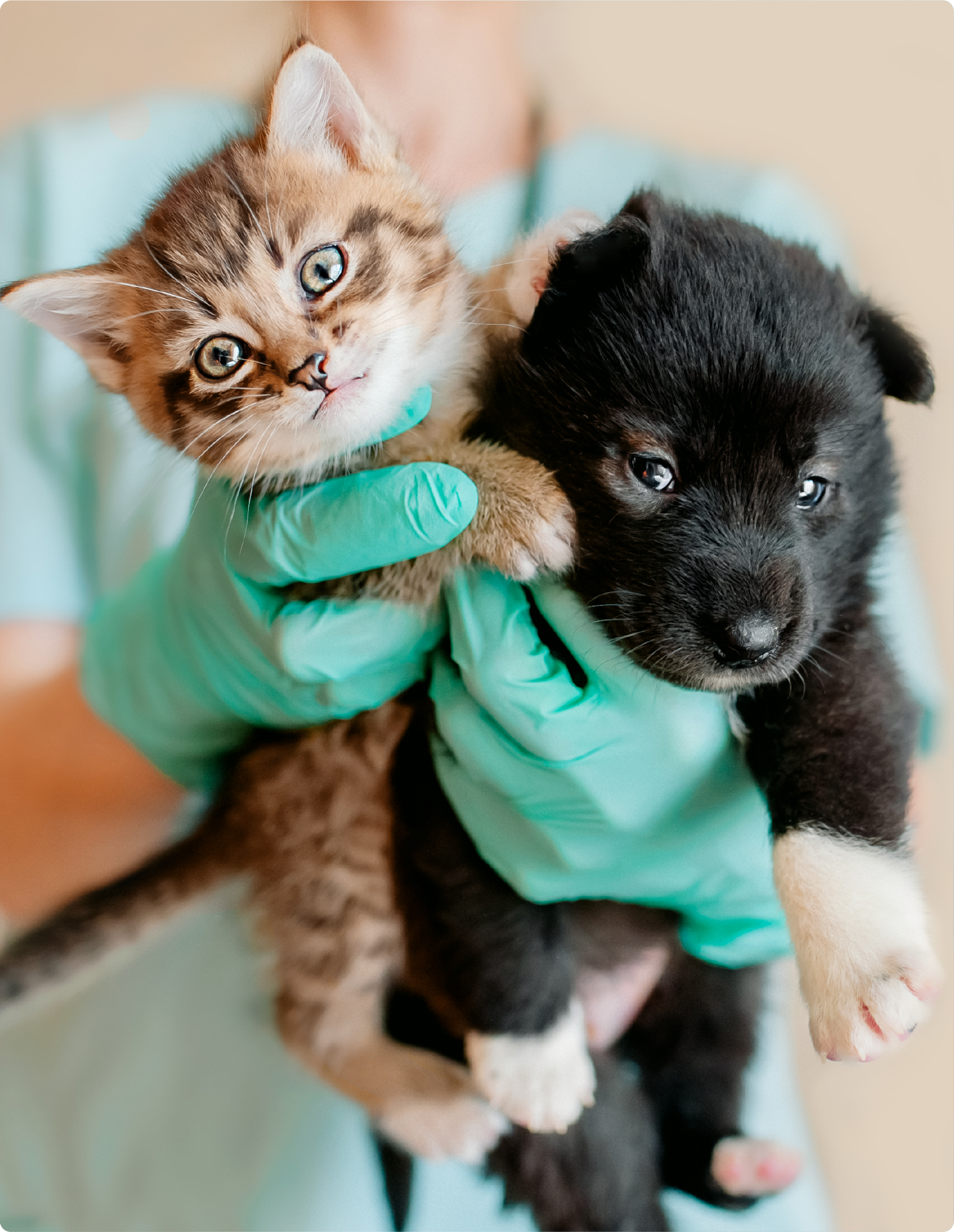 Equipo veterinario 1